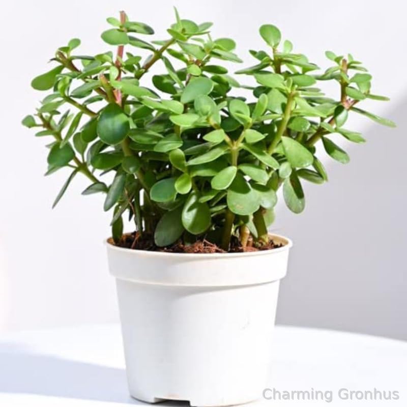 Charming Gronhus Live Jade Plant | Jade Plant Indoor Live Plant | Jade Plants Indoor with Pot | Office Desk Balcony Plant With Black Plastic Pot (B0CQNV4RNJ) Amazon Price History, Amazon Price Tracker