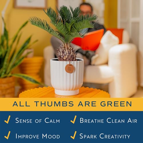 Image of Costa Farms Live Sago Palm, Easy to Grow Live Indoor Plant, Houseplant in Decorative Pot, Home and Room Decor, 1 Foot Tall