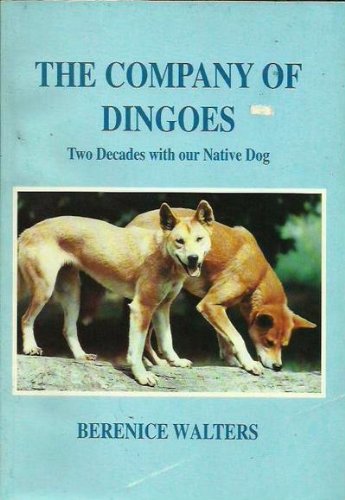 What is a dingo dog