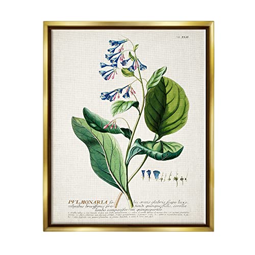 Stupell Industries Botanical Plant Illustration Blue Flowers Vintage Design, Design by World Art Group, Gold Floater Framed, 24 x 30