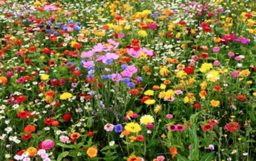 25g Meadow Plants Flower Wild Flower Seed Mix Annual Meadow Plants Attracts Bees & Butterfly get 2 to get 4