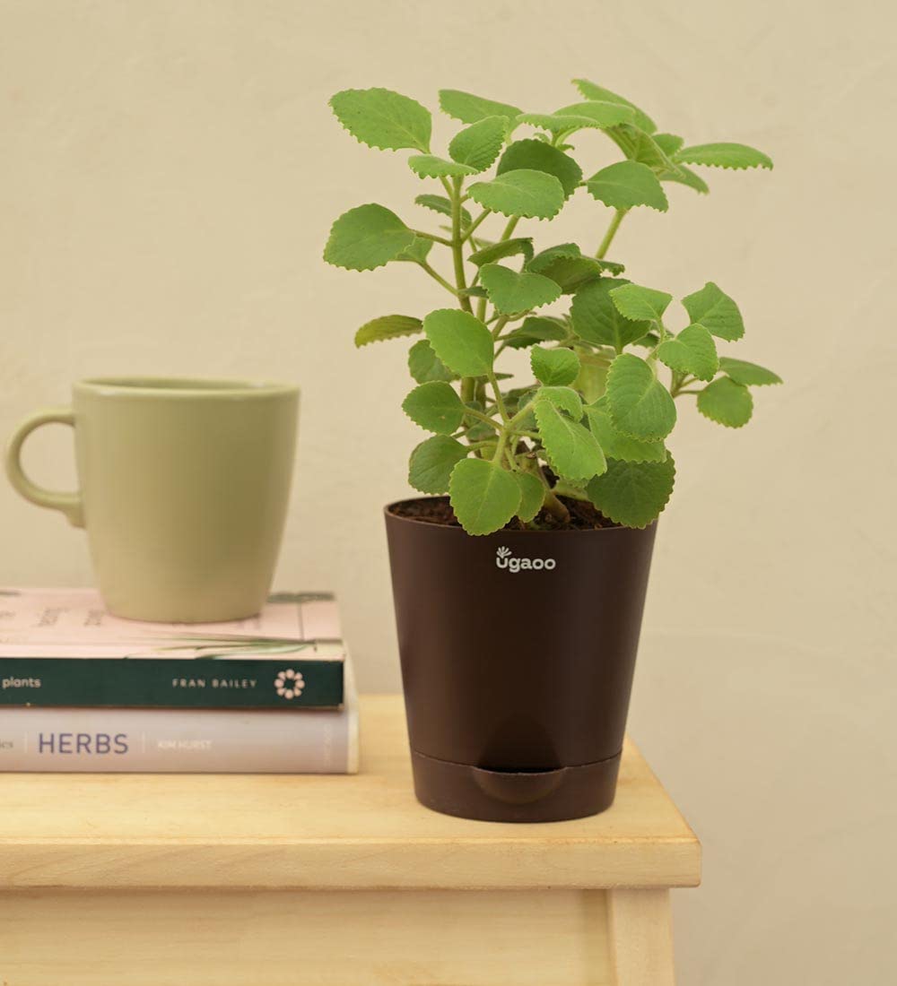 See full amazon price history chart for Ugaoo Owa Ajwain Natural Live Herb Plant with Self Watering Pot Ugaoo Owa Ajwain Natural Live Herb Plant with Self Watering Pot (B01IKKIULM) Amazon Price History, Amazon Price Tracker