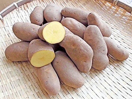 北海道四季工房 北海道剣淵産 ジョアンナ （Ｍ～Ｌ混）