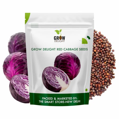 Image of Red Cabbage (Laal Patta Gobhi) (100 Seeds) Exotic Vegetable Seeds for Home Garden, Organic & Hybrid, Perfect for Home Gardening, Planting For Pots and Patio