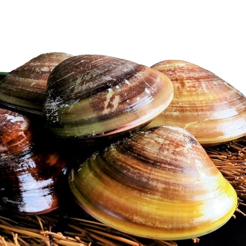 桑名はまぐり屋(株式会社ITfoods) 桑名産天然はまぐり 6年から12年もの 蛤 ハマグリ 魚介 貝 漁師厳選 1kg