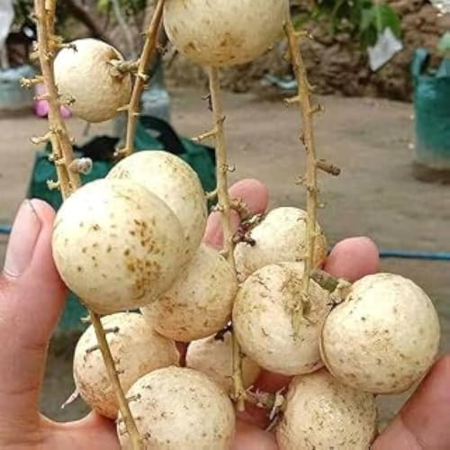Image of All-Time12 Months Hybrid Grafted Guti Kolom Live Fruit Plant Original & Authentic for Outdoor Fast-Growing Fruit Plant Home Pack Of-1 (White Longan plant Pack of-1, Medium)