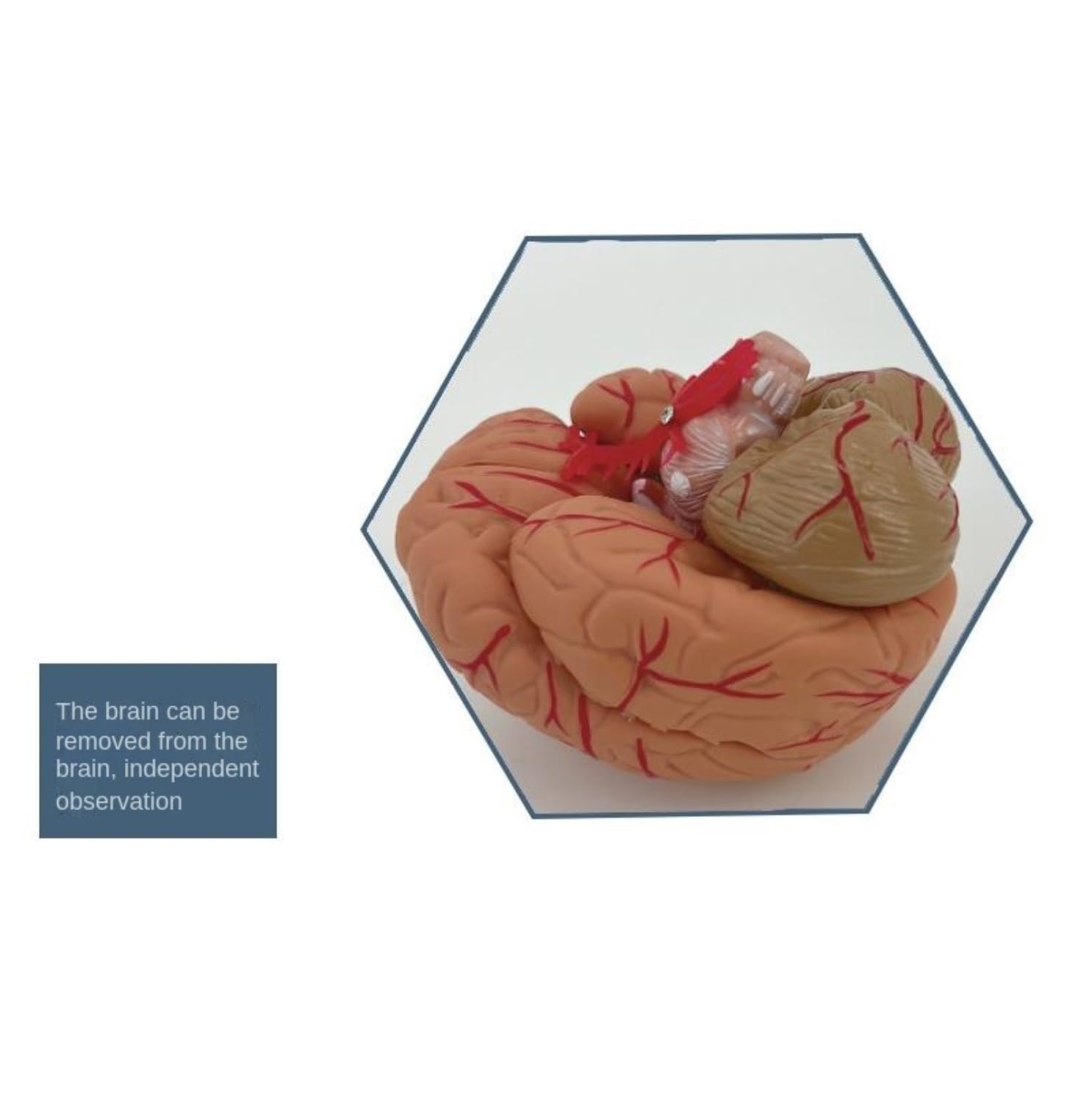 Anatomía De La Educación con Indicador Digital Modelo De Cráneo Humano Tamaño Real Cabeza Humana Anatómico Enseñanza Médica Muñeca de Anatomía