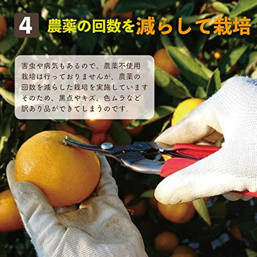Ground village 上杉農園 みかん 5kg 訳あり 愛媛 西宇和産 の商品画像 5