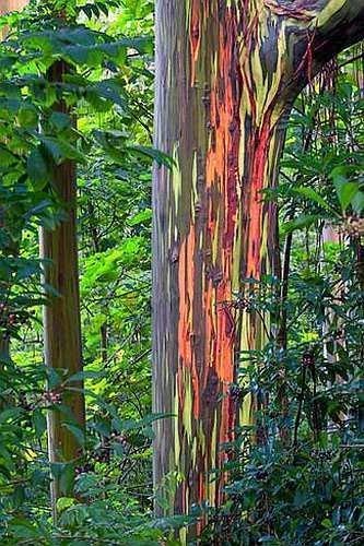 deglupta Eukalyptus - Regenbogen-Baum - Regenbogen-Gummi - 20 Semi