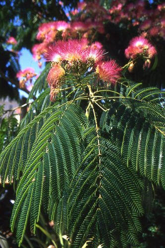 Amazon.com: 10 seeds of Albizia julibrissin COLD HARDY MIMOSA TREE