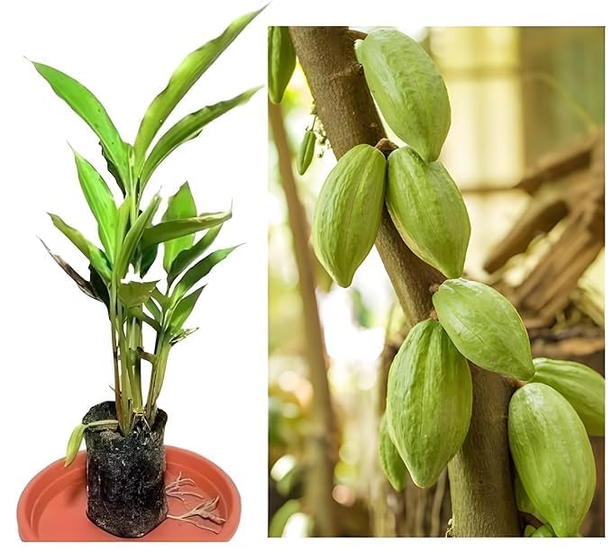 Cardamom plant live,Elaichi Plant,elaichi live plants fruits hybr...