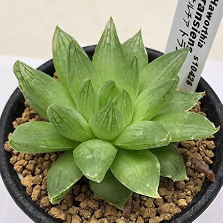 Amazon Co Jp 多肉植物 ハオルチア トランエンシス S Diy 工具 ガーデン Amazon Co Jp 多肉植物 ハオルチア トランエンシス S Diy 工具 ガーデン