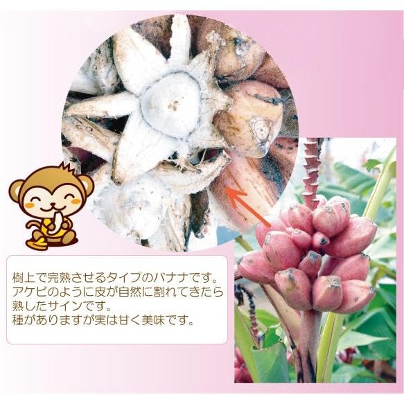 Amazon.co.jp: アケビバナナ（ピンクバナナ） 苗 : DIY・工具・ガーデン
