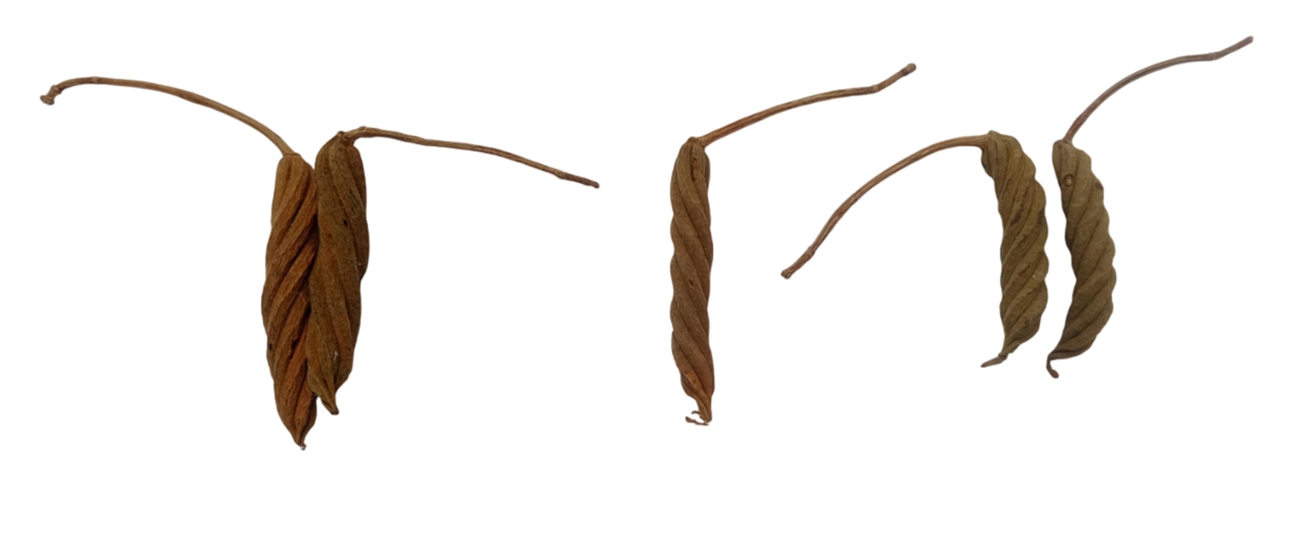 Bat Head Roots Seeds - Protection & Wishes -2