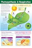 NewPath Photosynthesis Poster
