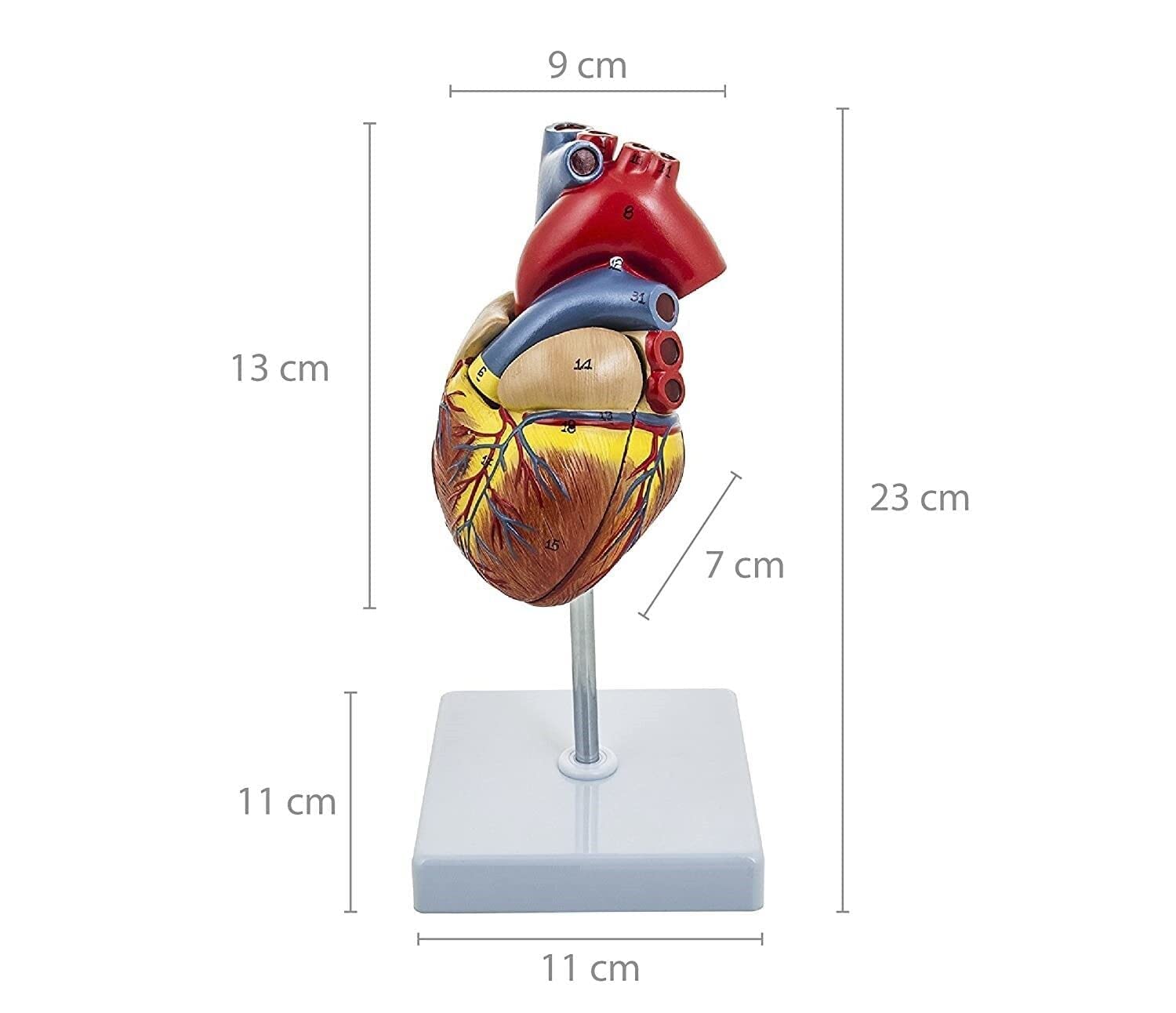 SAINI_MEDICOS Modello Anatomico Cuore Umano, 2 Parti, Dimensioni Naturali Deluxe, Mostra Quattro Camere