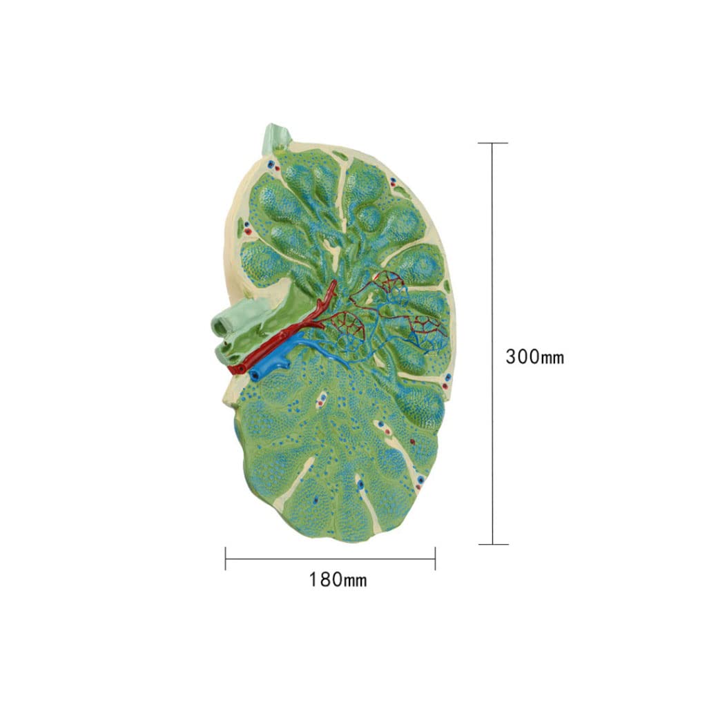 リンパ学 61+Ut01LjIL._UF350,350_QL50_.jpg