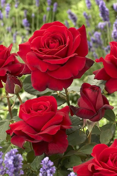See full amazon price history chart for Desi rose plant| Desi Gulab plant | Musk rose | Rose plant with pot 4 inch. Desi rose plant| Desi Gulab plant | Musk rose | Rose plant with pot 4 inch. (B0CM4ZTNTZ) Amazon Price History, Amazon Price Tracker