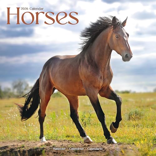 Horses 2026 Calendar | Square Wall Calendar | Animal Gift | Plastic Free Packaging | By Avonside Publishing