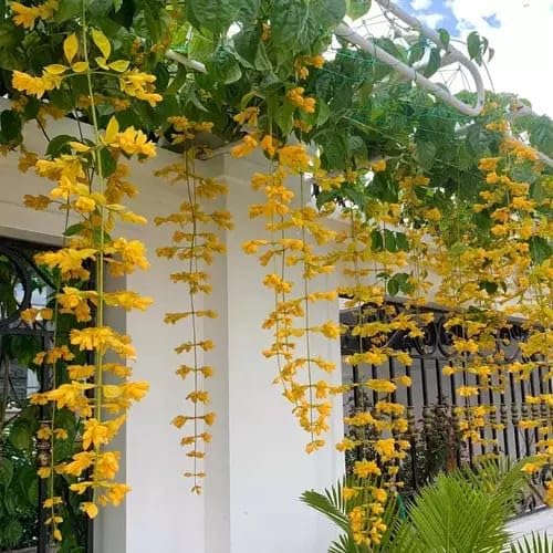 Butterfly Vine Golden Cascade Live Plant | Yellow Flower Creeper for Wall, Balcony & Pergola | Easy Care Outdoor Climbing Plant | Pack of 1 Live Plant-image-5