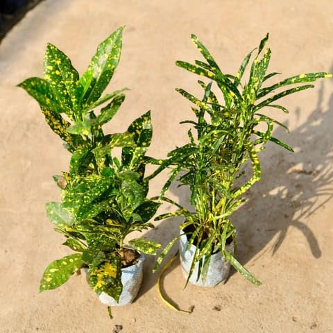 Evergreen PLANT Set of 2 - Croton (Chironji & Baby) in 4 Inch Plant Nursery Bag-image-21