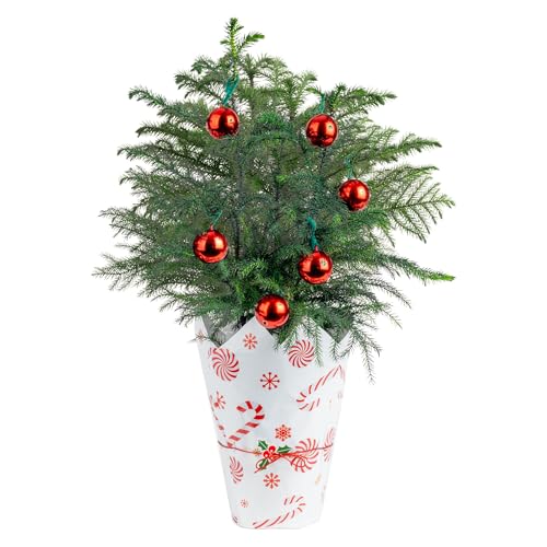 Costa Farms Norfolk Island Pine Live Christmas Tree,...