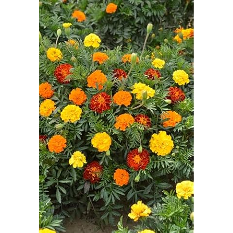 Premier Seeds Direct Marigold Bonita Mix Seeds Cover