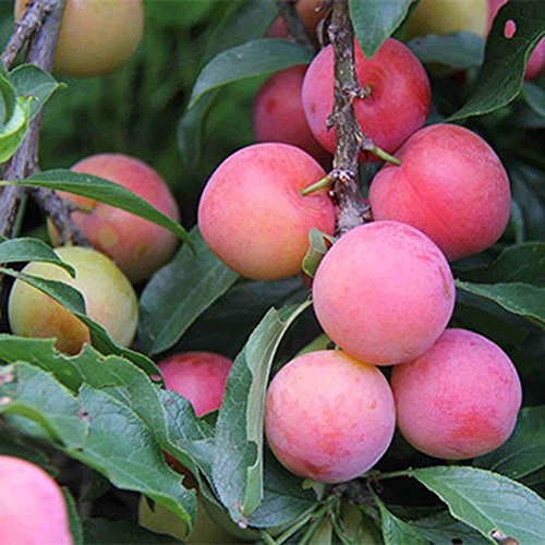 Garden Flower Plant Seeds 10Pcs/Bag Plum Seeds Delicious Juicy Fruit Home Garden Planting Tree Easy Grow