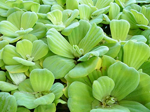 Greenwise Water Cabbage Live Plants - Water Lettuce/ Pistia stratiotes/ Nile Cabbage/ Water Rose/ Aquatic Floating Subtropical Freshwater Plant for Pond, Fish Tank, Aquarium (Normal, 25+ Count) (B09QS7MGLD) Amazon Price History, Amazon Price Tracker