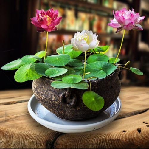 DEYS AGRO INDIAN ALL SEASON water lily Seeds | for Planting, Aquatic Plant Seeds for you home (pack of 20)