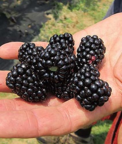 Big Daddy BlackBerry Live Plant (5-9' Tall) – Giant Thornless Berry Bush – Zones 5-9 –...