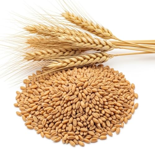 Winter Wheat Cover Crop Seeds for Planting- Non-GMO Wheat - Deer & Turkey Food Plot Seed - Cold Hardy Cover Crop (20 Pounds)