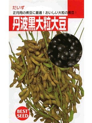 Amazon | 丹波黒大粒大豆 タキイ種苗の黒豆です | 野菜