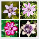 clematis flores de bach niños Nuestras cebollas se plantan, prueban y tamizan. Las cebollas se utilizan en su jardín interior o al aire libre y son adecuadas para el período de vegetación actual y futuro.