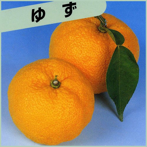 Amazon | 花柚子の苗木 一才柚子（ゆず） 接木1年生苗 | 果物