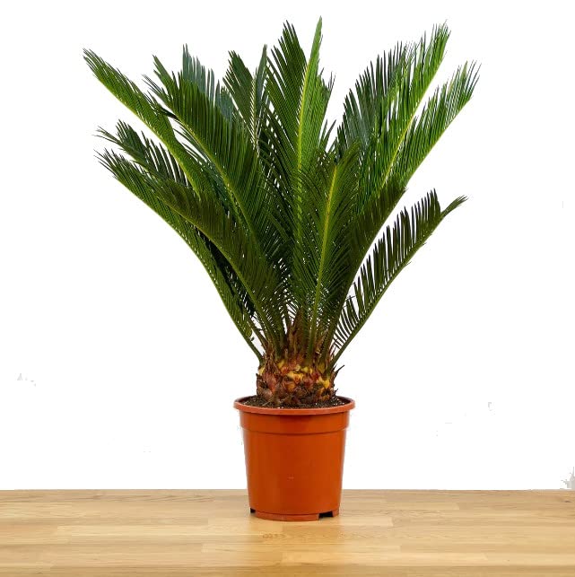 Cycas Revoluta Natural Palmera de Exterior que Puede Alcanzar un Gran Tamaño