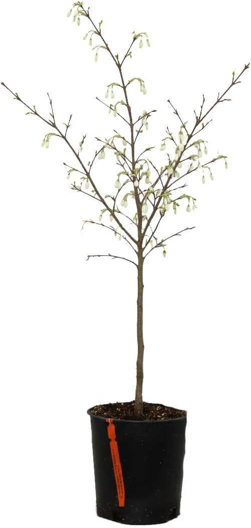 Evening Light Japanese Snowbell, Fragrant White Bell-Shaped Flowers, 1 gal. Nursery Pot, 3–4 ft Tree Height (Ships to 48 States Including CA & AZ)