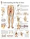 Understanding Hip & Knee