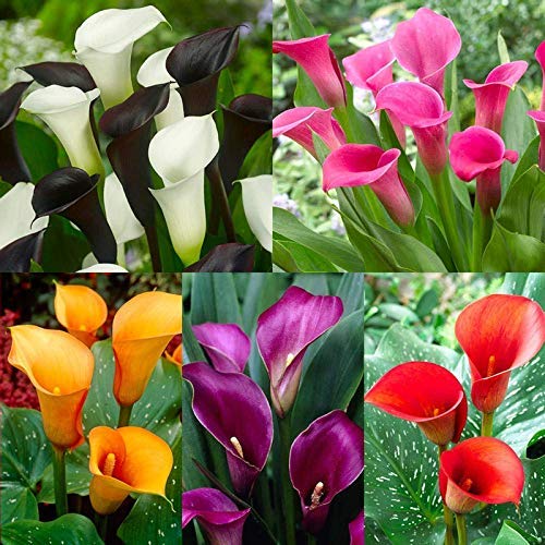 Audbhidhi Zantedeschia Calla Lily Flower Bulbs 100% Imported Rare Variety For All Season Home Gardening Planting (Pack Of 2 ) Mixed Colour (B0BDMJZBCG) Amazon Price History, Amazon Price Tracker