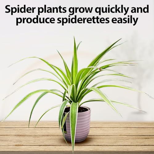 Image of Indoor Air Purifying Spider Plant in Decorative Pot | Natural Aesthetic Live Plant for Home & Office | Low Maintenance Tabletop Greenery(3Inch Pot, Assorted Colour) (Spider)