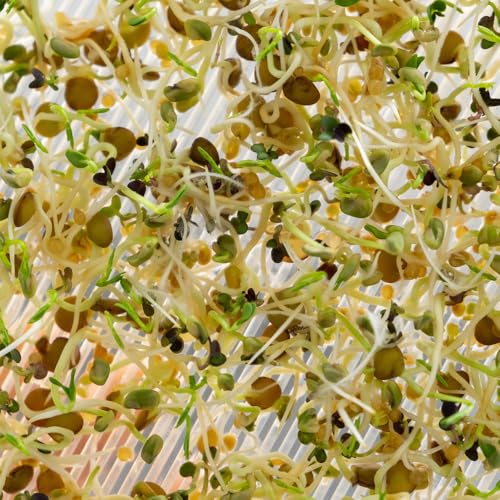 Spicy Salad Sprouts Mixed Seeds Fast-Growing Blend for Fresh Zesty Sprouts Ideal for Salads Sandwiches & Stir-Fries Easy Indoor Growing