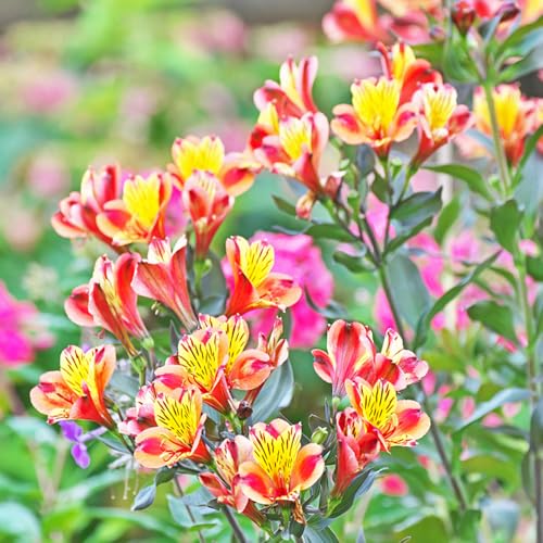 alstroemeria - Alstroemeria - Cobertura vegetal macizos de, perenne resistente Seto resistente decoración de jardín Decoración sala estar con en 500semillas