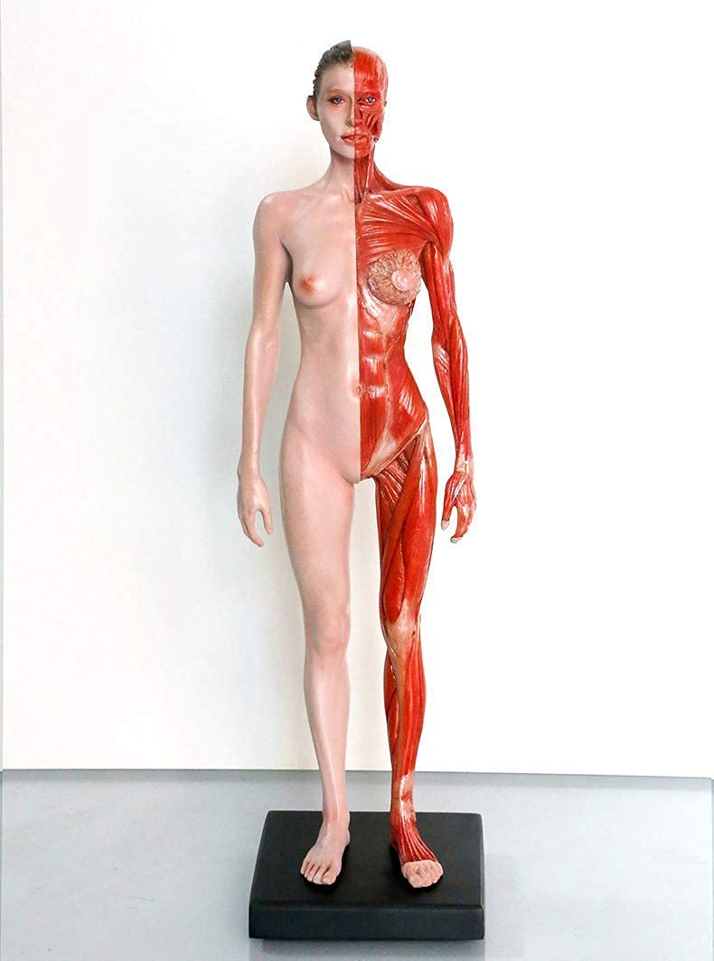 Modèle d'anatomie de la figure d'anatomie féminine - Modèle d'anatomie musculo-squelettique humaine - Modèle anatomique des muscles et des os humains - pour étude de dessin d'artiste médical