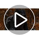 Haunted Hill Farm 7-Ft. Tall Towering Werewolf, Motion-Activated Animatronic for Indoor or Covered Outdoor Creepy Decorations, Plug-in Scary Halloween Prop
