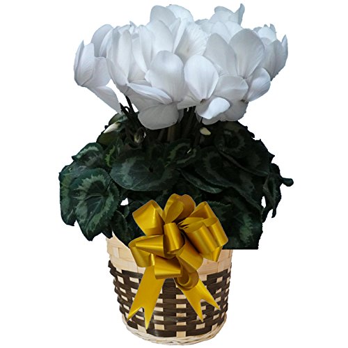 Qn̔ԃMtg VN pXe sAzCg Ɖ| Bl̃VN ԔA  Mtg v[g i NX}X Ε N (cyc-pastel-purewhite01)