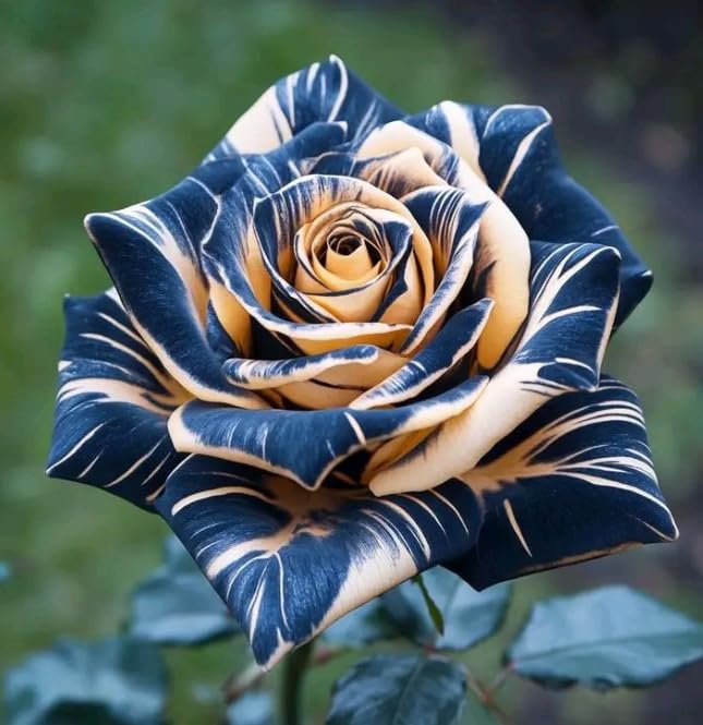 Rose Fragrant Rose Bushes, Ornamental Flowering Plants for Outdoor Landscape Yard Decor/that Grow Fast/Golden Jade Carving-4 Root-J