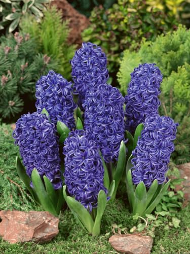 Plantogallery Scented Flower Bulbs Hyacinth (Blue Pearl 1pc) (B0CLF27ZDZ) Amazon Price History, Amazon Price Tracker