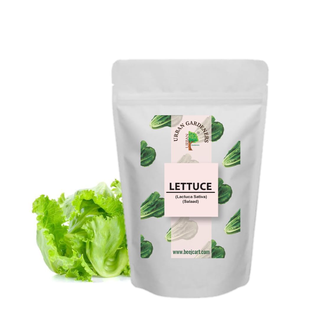 ICEBERG LETTUCE SEEDS 100 Seeds Organic Seeds Non-GMO Quick Growth (B0CKBRLH7K) Amazon Price History, Amazon Price Tracker