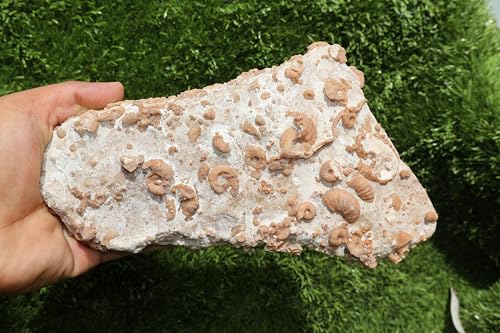 Image of Ammonites & Gastropods Plate Cretaceous Fossils Fossils from Morocco Fossil Rock ammonites Fossil from Morocco A209
