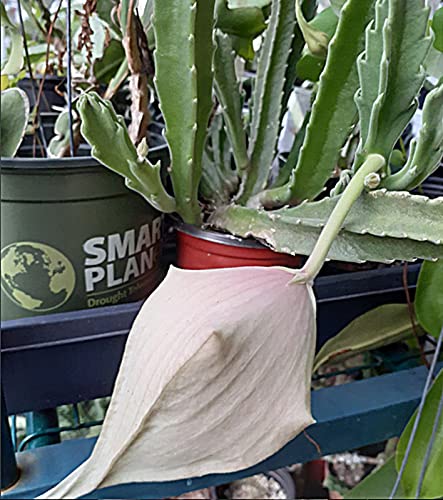 Stapelia Gigantea, Star Fish Flower, Succulent, Live Tropical Plant 4"-6"Tall, Rooted Cutting In 4" Pot #TOP2